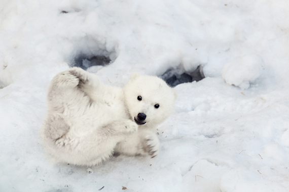 El 2014 fue el año más caliente que se haya registrado en la historia desde 1880. Las poblaciones de esta especie van en declive, según el Fondo Mundial para la Naturaleza. Foto: Shutterstock. 