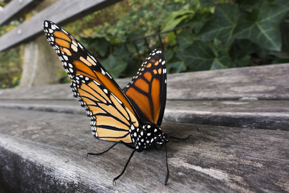 Investigadores atribuyen a los herbicidas como una  de las principales causas por la cual la población de la mariposa monarca disminuye. Foto: Shutterstock. 