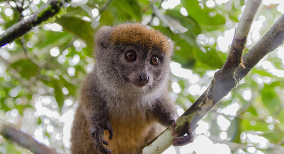 En Madagascar se encuentran varias especies severamente ameanzadas como el lémur, uno de los mamíferos más raros en la tienda. Su nombre significa en latín "ángel del bosque". Foto: Shutterstock.