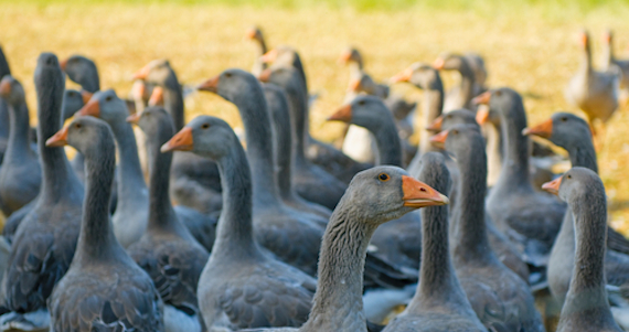 Los defensores de los derechos de los animales denunciaron a un proveedor francés contra la producción de las aves para el foie gras por supuesto maltrato. Foto: Shutterstock. 