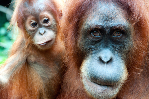 Esta especie de orangután es una de las más raras y sólo viven en la isla de Indonesia Sumatra. Foto: Shutterstock.