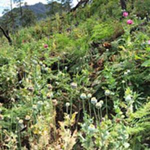 A principios de la década de los setenta, los narcotraficantes sinaloenses llevaron la amapola y la técnica de cultivo, corte y empaque de la goma al estado de Guerrero, hoy principal productor de amapola en México. La heroína que se produce a partir de la goma aquí obtenida es vendida casi en su totalidad a Estados Unidos.