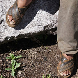 Los pies de Nicasio junto a una planta de amapola de pocas semanas.