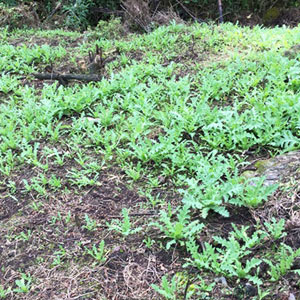 Se practican tres modalidades de cultivo de la amapola, de acuerdo a la disponibilidad de agua. En la primera, se aprovecha la estación de lluvias. En la segunda, se colocan mangueras para aprovechar los abundantes manantiales de la Sierra de Guerrero. La tercera y, a decir de los campesinos, más provechosa, la flor bebe del sereno: la planta se hidrata con la humedad condensada por el frío en el invierno.