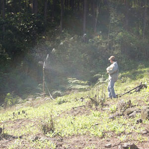 En la imagen, un gomero riega su sembradío con aspersores girados por la presión obtenida con mangueras que conducen agua con gravedad por hasta dos kilómetros de distancia.