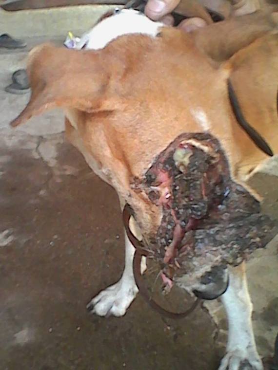 Esperanza fue atendida en el Centro Médico Veterinario donde le reconstruyeron parte del rostro que fue desprendido después del machetazo que recibió. Foto:  Especial.