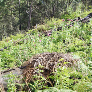 Una hectárea bien cuidada de amapola produce, en el mejor de los casos, 12 kilos de goma de opio. La mayoría de los sembradores guerrerenses tienen parcelas de este tamaño o menores, aunque, de manera excepcional, algunos esperan levantar hasta 100 kilos de resina en la cosecha de un terreno.