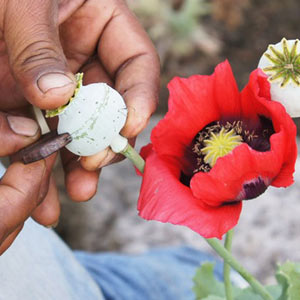 Para producir un kilo de heroína blanca o 'China White', producto minoritario en la región. Su valor en Estados Unidos ronda los 100 mil dólares.