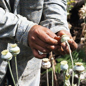 Un peón contratado para trabajar un sembradío de amapola en Guerrero cobra 500 pesos por jornal. El sueldo diario en un cultivo lícito difícilmente sobrepasa los 100 pesos.