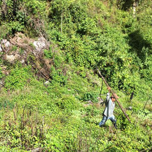 El cultivo de adormidera ha declinado en Colombia desde 2001, cuando la superficie sembrada alcanzó las 6 mil 540 hectáreas que se redujeron a 1 mil 100 hectáreas equivalentes a 2.1 toneladas métricas en 2009, según datos del gobierno de Estados Unidos. En contraste, la producción de opio en México se mantiene al alza hasta alcanzar las 10 mil 500 hectáreas cultivadas de amapola, lo que supone una obtención potencial de 26 toneladas métricas.