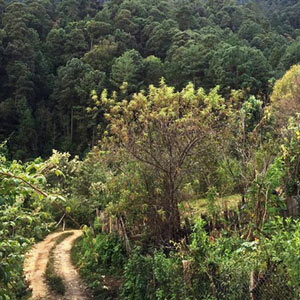 En la Sierra de Guerrero transcurre una guerra por el acopio monopólico de la goma producida en la región. Los bandos identificados por los sembradores de amapola son Los Rojos, Los Ardillos, Los Guerreros Unidos y Los Caballeros Templarios de Michoacán.