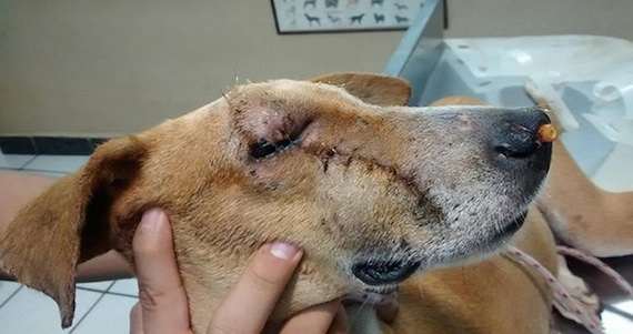 La fundación Cáritas Costa Chica (situada en Marquelia, Guerrero) y representada por Rey Miguel Hernández rescató el día 27 de enero del 2015 a una perrita que fue macheteada en el rostro  por un vecino de la dueña del can. Foto: Especial.