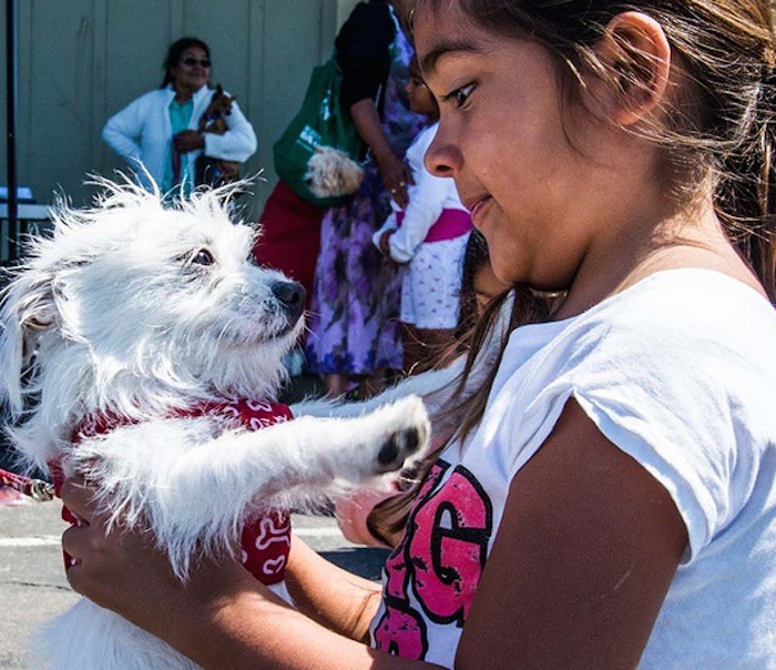 Varios perros en México fueron rescatados en las calles de Juárez en Año Nuevo y fueron trasladados a California donde encuentran lugares para ser adoptados. Foto: Instagram.