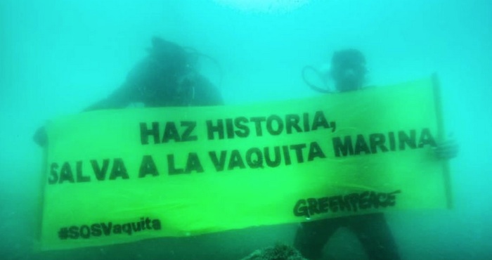 El acto realizado por activistas de la ONG internacional es parte de una campaña para evitar la extinción de la vaquita marina que hasta el momento lleva 413 mil 767 firmas y tiene como objetivo alcanzar las 450 mil. Foto: Greenpeace.