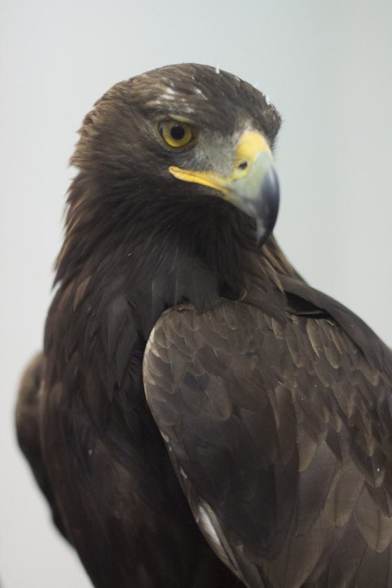 Inca un ejemplar de Águila Real durante una conferencia de 2013, en la cual se hablo sobre su conservación como especie prioritaria de México. Foto: Cuartoscuro/Archivo.