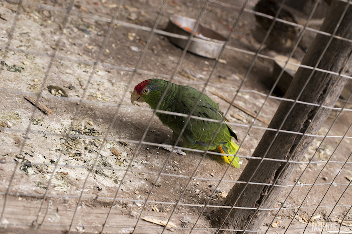 Durante la inspección de la Profepa, se verificaron 240 ejemplares de vida silvestres (entre los quie sobresalen felinos, herbívoros, primates y aves), de los cuales 101 fueron asegurados de manera precautoria. Foto: Tras Los Muros/Cortesía.