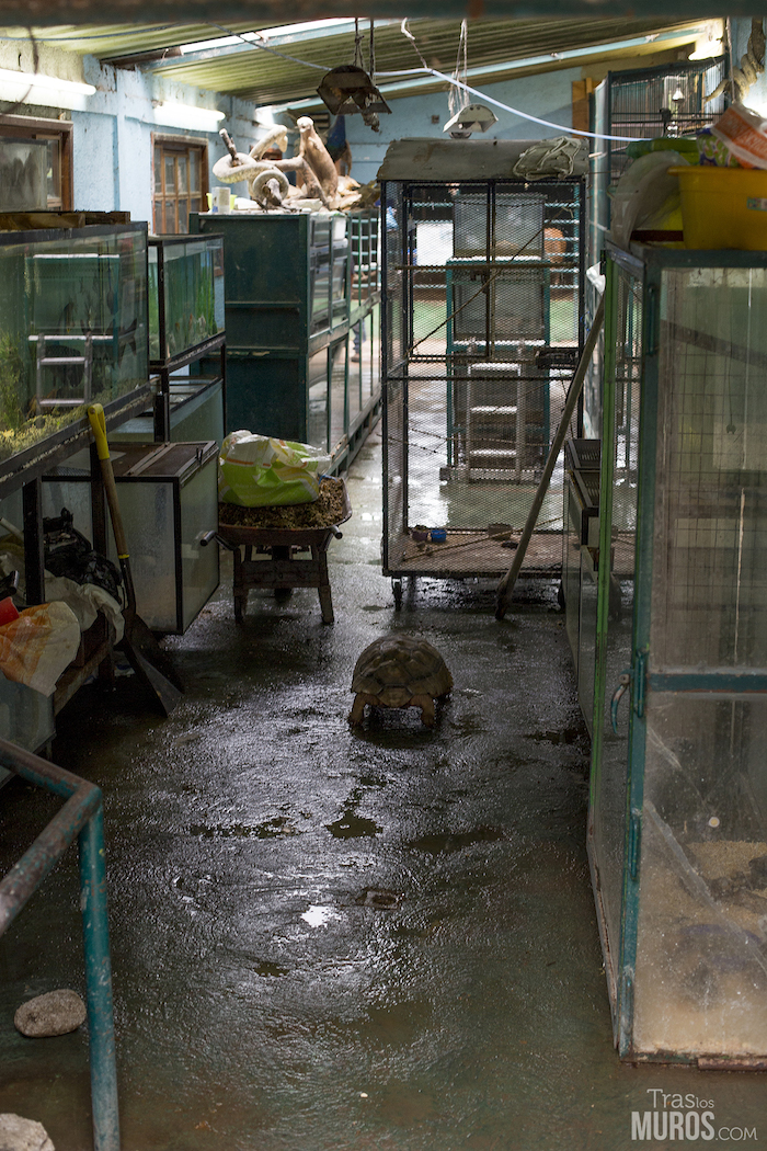 Tras los Muros aspira a reunir imágenes de diferentes ámbitos de explotación animal y documentó en 2014 las condiciones de los animales en Tehuacán. Foto: Tras Los Muros/Cortesía. 