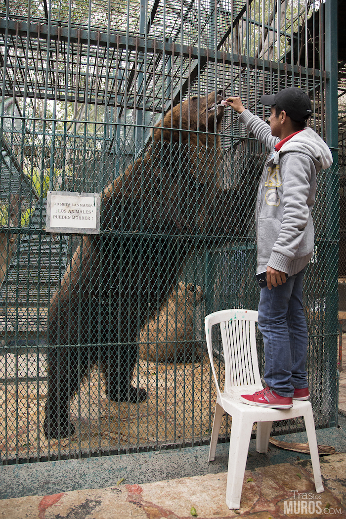 La organización internacional Igualdad Animal reveló las primeras imágenes el pasado 29 de enero denunciando el zoológico ante la Profepa. Foto: Tras Los Muros/Cortesía.