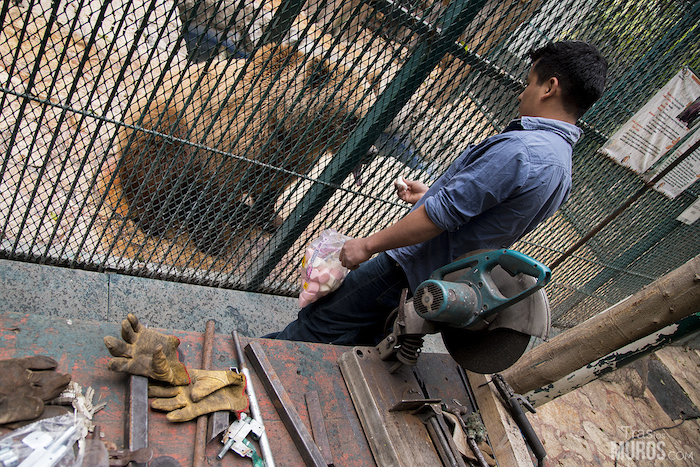 Funcionarios e inspectores de la Subprocuraduría de Recursos Naturales constataron que en dicho zoológico existe nula ambientación en los recintos, no hay cuartos de noche y  ni pisos adecuados. Foto: Tras Los Muros/Cortesía.