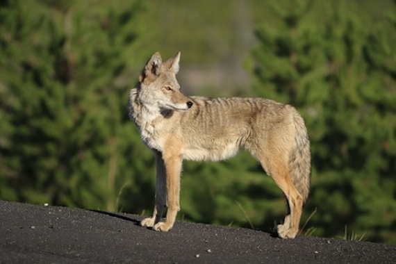 Algunos estados en Estados Unidos tienen legislaciones que permiten la caza de coyotes en ciertas temporadas. Foto: PETA.