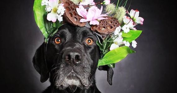 Las adopciones pueden depender en el aspecto de un perro. Ricky, labrador de 10 años, ya encontró casa. Foto:  Guinnevere Shuster.