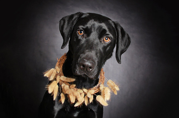 "Aquí en la Humane Society, eran los perros negros los que necesitaban atención extra", dice Shuster.   Foto:  Guinnevere Shuster.