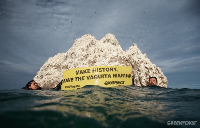 Activistas de Greenpeace lanzaron el mensaje desde el fondo de las turbias aguas de San Felipe, en el Alto Golfo de California. Foto: Greenpeace.