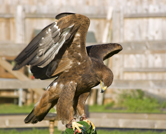 El Día Nacional del Águila Real se estableció en el marco del Plan de Acción para la Conservación del Águila Real desde el año 2006. Foto: Shutterstock.