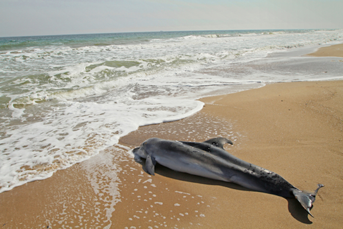 A pesar de varios estudios presentados en los últimos años que muestran la relación del derrame de petróleo en 2010 y las muertes de estos animales, la compañía petrolera no reconoce su responsabilidad en esta catástrofe del ecosistema marino. Foto: Shutterstock/Archivo.