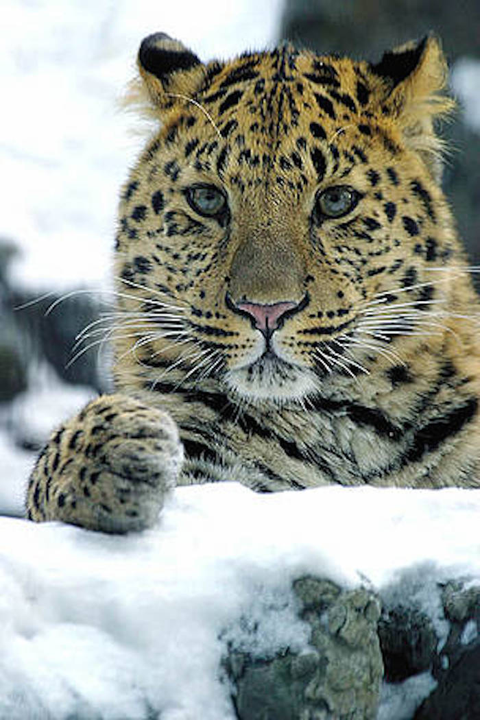 En 2012 el gobierno de Rusia declaró el Parque Nacional del Leopardo como un área natural protegida y abarca 650 mil acres. Foto: WWF.