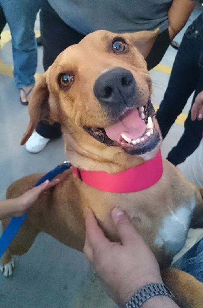 Al principio Boby era tímido y no salía de su refugio temporal en la casa de Dalia, pero posteriormente ella fue informando que el perro ya le movía la cola. Foto: Cortesía-Dalia Gámez.