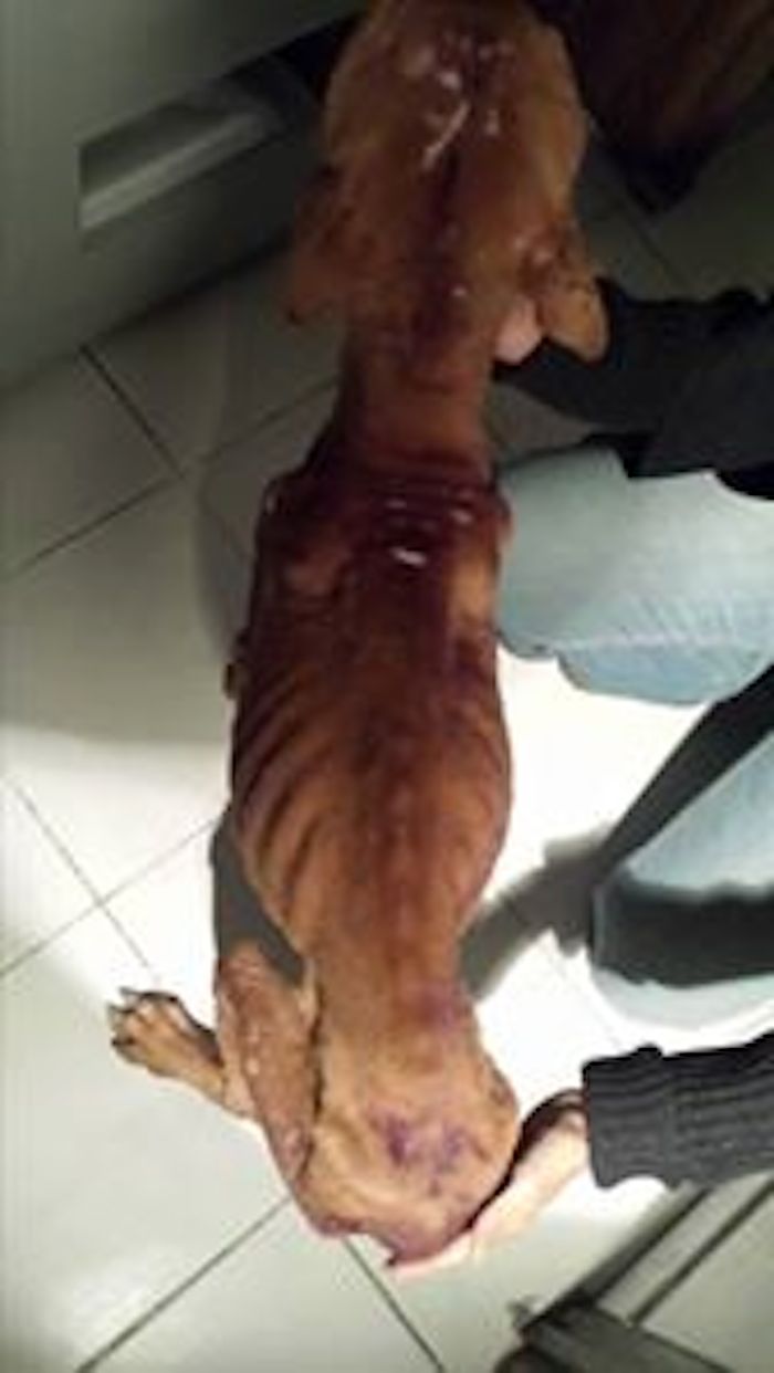 De acuerdo a la organización Trust, el perro estaba en condiciones muy deplorables: totalmente desnutrido, y herido al grado de pensar que no sobreviviría. Foto: Trust.