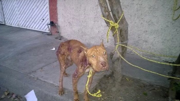 Usuarios denunciaron a la organización Trust de Guadalajara que Killer se encontraba en terribles condiciones, por lo que acudieron a su rescate. Foto: Facebook trustanimal.