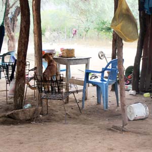 En las casas paupe?rrimas de El Sandoval es comu?n que los perros y la familia compartan la comida. Foto Dalia Marti?nez SinEmbargo.