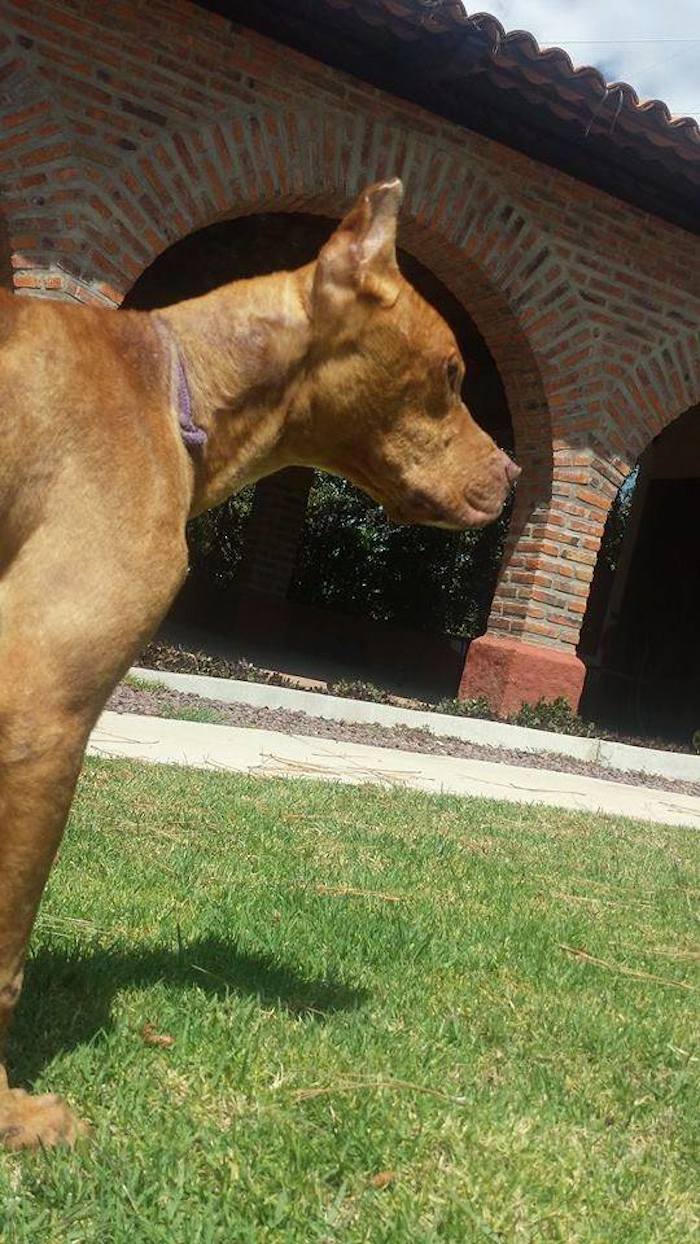 Al ser un perro entrenado para pelear desde cachorro, su rehabilitación es muy complicada, pero posible. Foto: Trust.