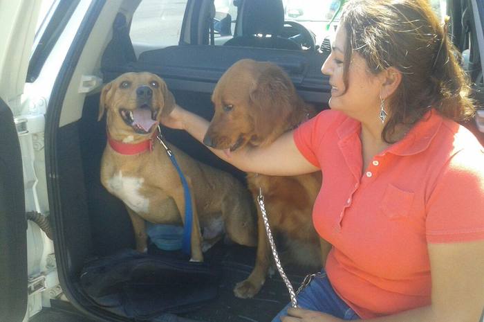 Boby conoció a su nueva dueña y a otro perro con el que convivirá por el resto de sus días. Foto: Cortesía-Dalia Gámez.