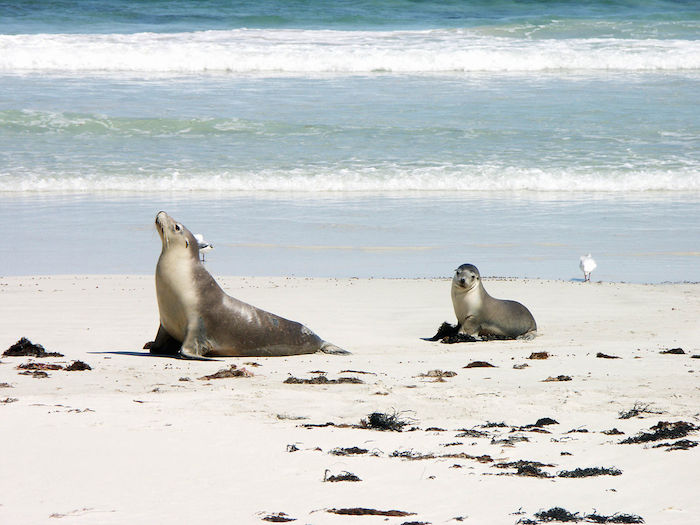 Naturalistas de la zona buscaron protegerla desde principios de los años 50 para que cesara la caza de estos animales y ahora viven en plena paz. Foto: Especial.