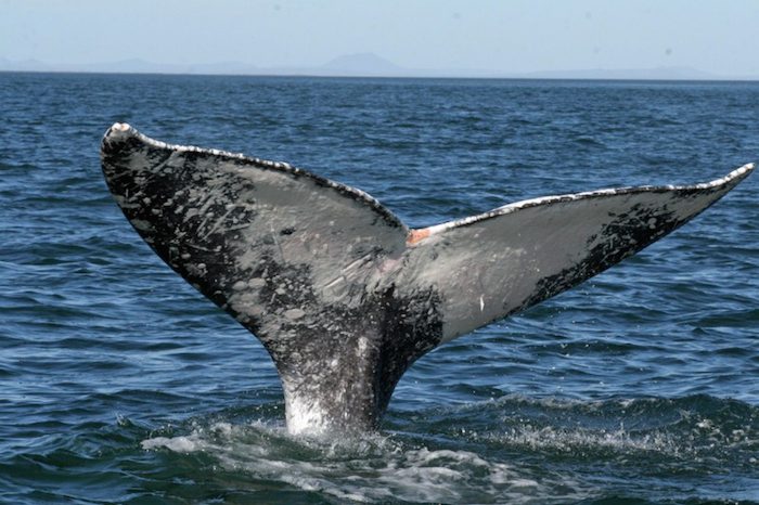 Durante la temporada invernal llegan las ballenas,  por lo que en esta ocasión los investigadores combinaron cámaras infrarrojas con un software que automáticamente detecta y cuenta a los ejemplares de ballena gris que llegan a México. Foto: NOAA.