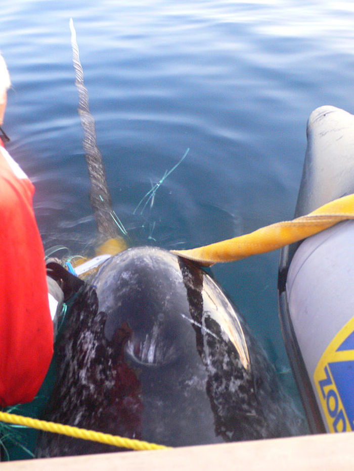 En el mar del Ártico existe una variedad de vida silvestre, entre los que están los narvales o las "ballenas unicornio" que está catalogada en la Lista Roja de la Unión Internacional para la Conservación de la Naturaleza (UICN) como especie casi amenazada por su poca capacidad de adaptación ante los cambios climáticas. Foto: National Oceanic and Atmospheric Administration (NOAA)