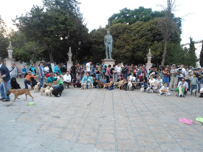 En Zacatecas organizan una Caminata Perruna todos los sábados donde la asociación lleva a los perritos del albergue a que los paseen voluntarios. Foto: Cortesía.  