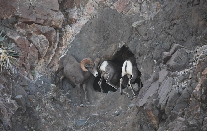 La Comisión Nacional de Áreas Naturales Protegidas (Conanp)  calificó de falsas las versiones que han girado en redes sociales sobre la supuesta extinción de esta especie. Foto: Conanp.