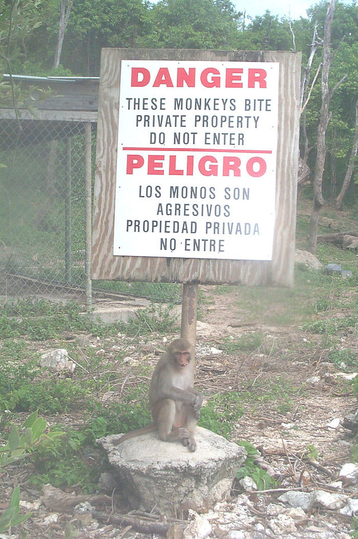 Ya que los monos que habitan aquí son salvajes, nadie habita la isla e investigadores viajan diario para estudiar a los primates. Foto: Especial. 