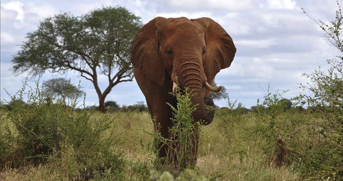 Un elefante del Parque Nacional de Tsavo, una de las reservas naturales de Kenia en las que existen más problemas de convivencia entre animales y humanos. Foto: EFE