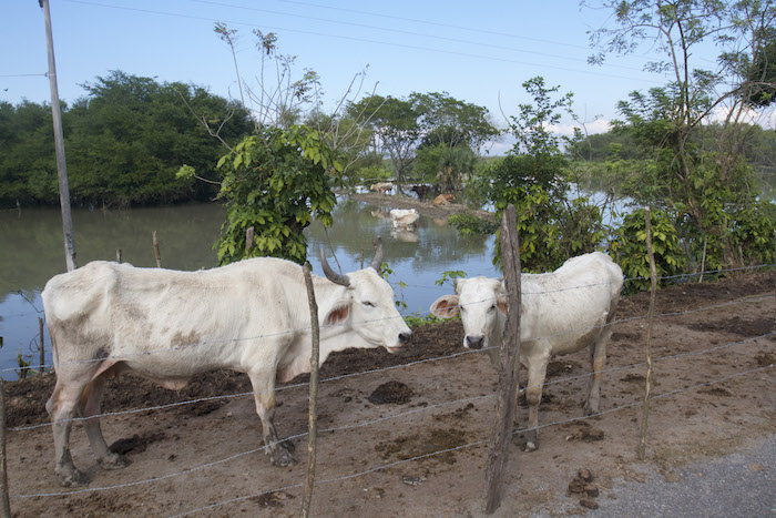 Los productores de ganado registran pérdidas económicas a falta de un marco legal que regule el bienestar animal durante el proceso de producción. Foto: Cuartoscuro. 