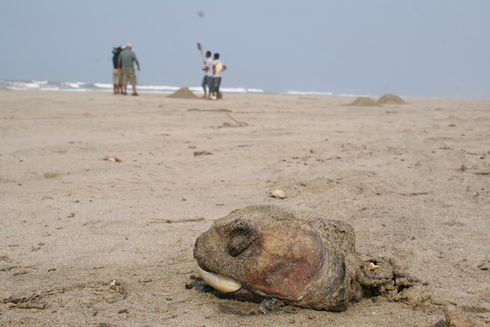 La cifra reportada por el gobierno mexicano de 438 tortugas amarillas encontradas muertas en playa San Lázaro, Baja California Sur, tan sólo en julio y agosto del año 2012. Foto: Cuartoscuro/Archivo.