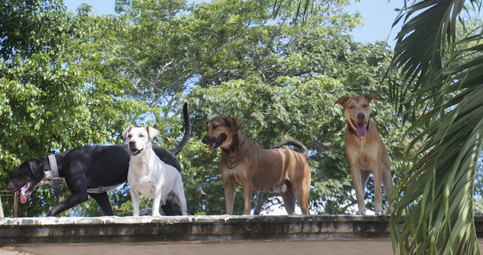 La muerte de los 63 perros se reportó desde el jueves pasado y durante el fin de semana en tres colonias cercanas de Hermosillo. Foto: Cuartoscuro/Archivo.