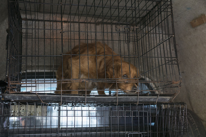 La Secretaría de Salud del Distrito Federal contempla que existen 1.2 millones de perros en la ciudad y el 10% de esos perros,son callejeros. Foto: Cuartoscuro/Archivo. 