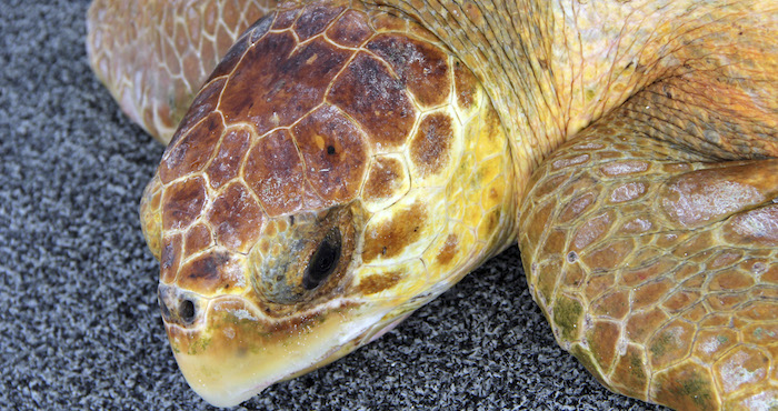 La Tortuga Caguama Es Una De Las Especies En Peligro De Extinción Que Serían Aún Más Vulneradas Con El Proyecto Foto Cuartoscuro