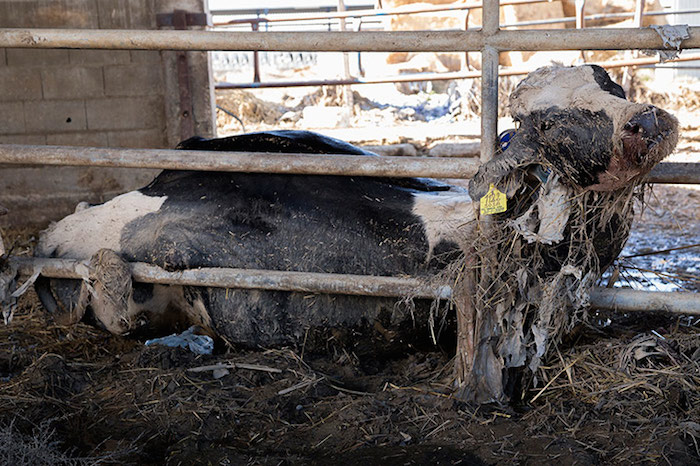 Numerosos habitantes de localidades cercanas como Boquiñeñi y Pradilla en Zaragoza, España, fueron desalojados por el creciente nivel del agua del Río Ebro, sin embargo algunos animales permanecieron en las granjas industriales. Foto: Tras Los Muros.