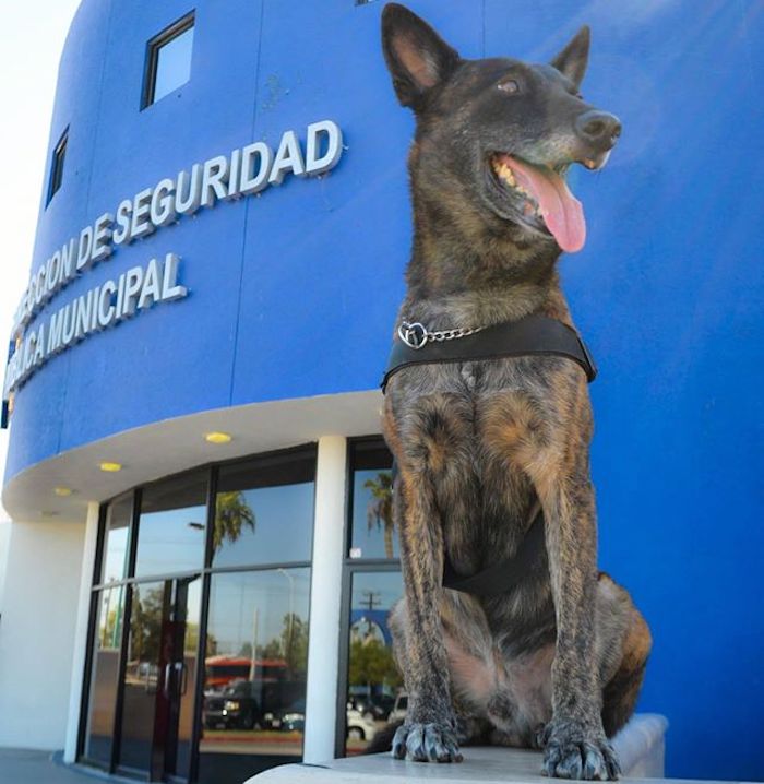 El sospechoso lastimó a Ciro, el agente canino del cuerpo de policía de Mexicali durante el operativo que se llevó a cabo para aprehender al hombre de 45 años. Foto: Seguridad Pública de Mexicali.